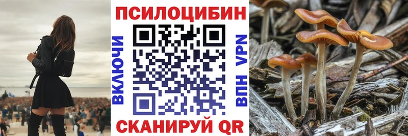Псилоцибиновые грибы Psilocybine cubensis где продают Гатчина